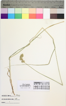 alternate herbarium image
