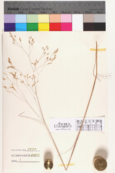 alternate herbarium image