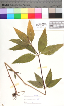 alternate herbarium image