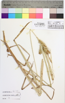 alternate herbarium image
