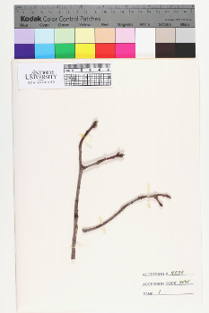 alternate herbarium image