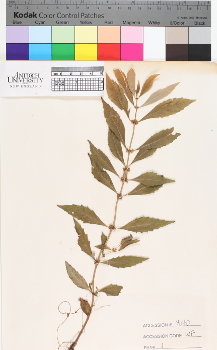 alternate herbarium image