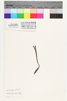 alternate herbarium image