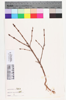 alternate herbarium image