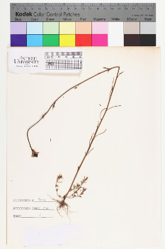 alternate herbarium image