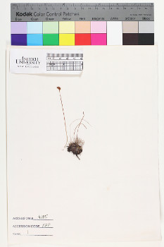 alternate herbarium image