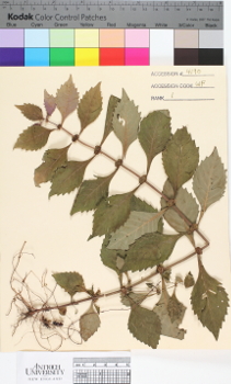 alternate herbarium image