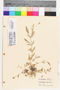 alternate herbarium image