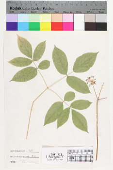 alternate herbarium image