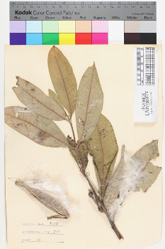 alternate herbarium image