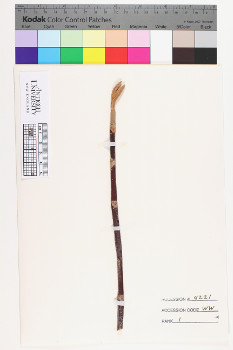 alternate herbarium image