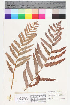 alternate herbarium image