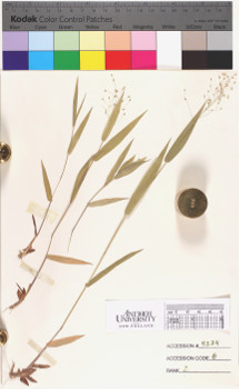 alternate herbarium image