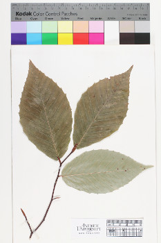 alternate herbarium image