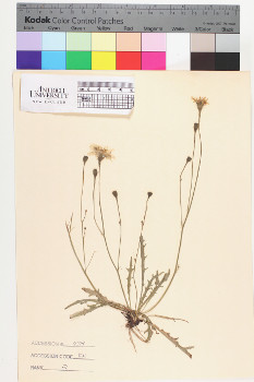alternate herbarium image