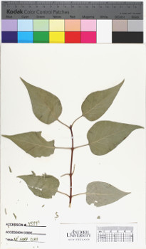 alternate herbarium image