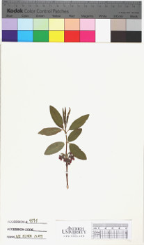 alternate herbarium image
