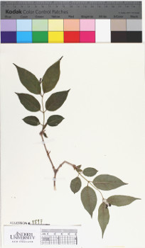 alternate herbarium image