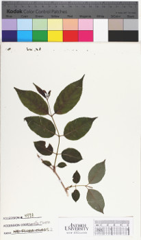 alternate herbarium image