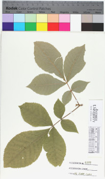 alternate herbarium image