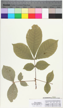 alternate herbarium image