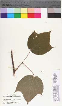 alternate herbarium image