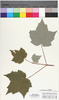 alternate herbarium image