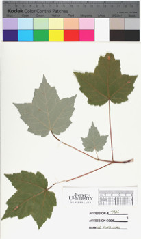 alternate herbarium image