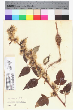 alternate herbarium image