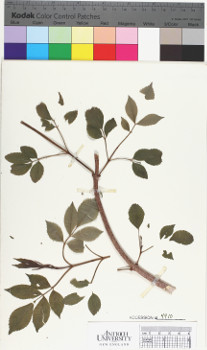alternate herbarium image