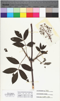 alternate herbarium image