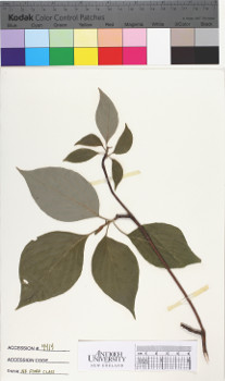 alternate herbarium image