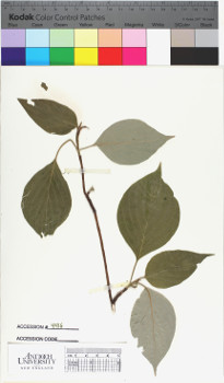 alternate herbarium image