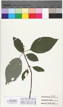 alternate herbarium image