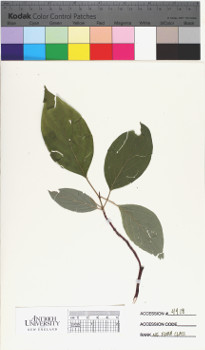 alternate herbarium image