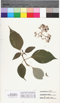 alternate herbarium image