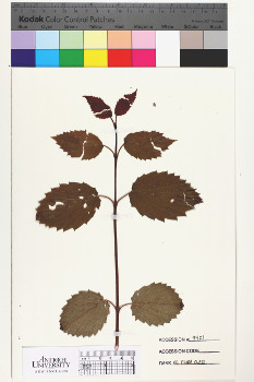 alternate herbarium image