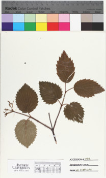 alternate herbarium image