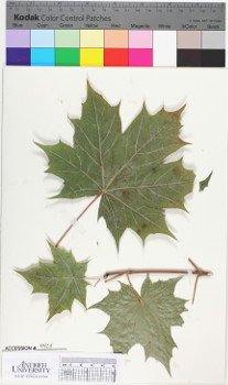 alternate herbarium image