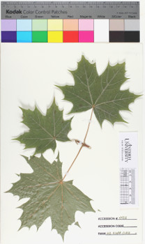 alternate herbarium image