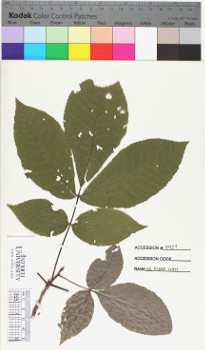 alternate herbarium image