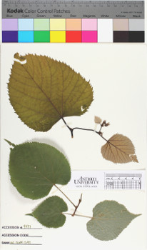 alternate herbarium image
