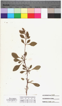 alternate herbarium image