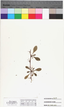 alternate herbarium image