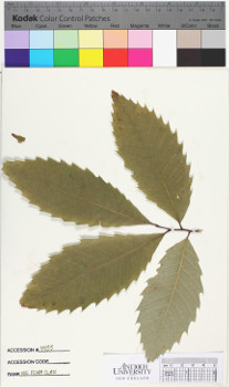 alternate herbarium image