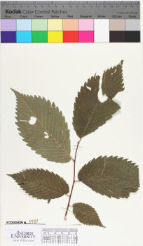 alternate herbarium image