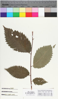 alternate herbarium image