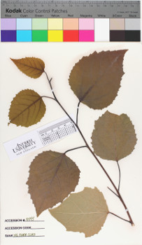 alternate herbarium image