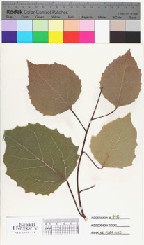 alternate herbarium image