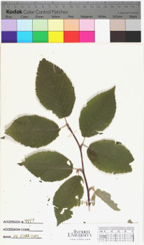 alternate herbarium image